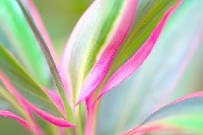 Red Edge plant (Cordyline fruticosa) , also know as Cabbage Palm, Good Luck Plant, Palm Lily